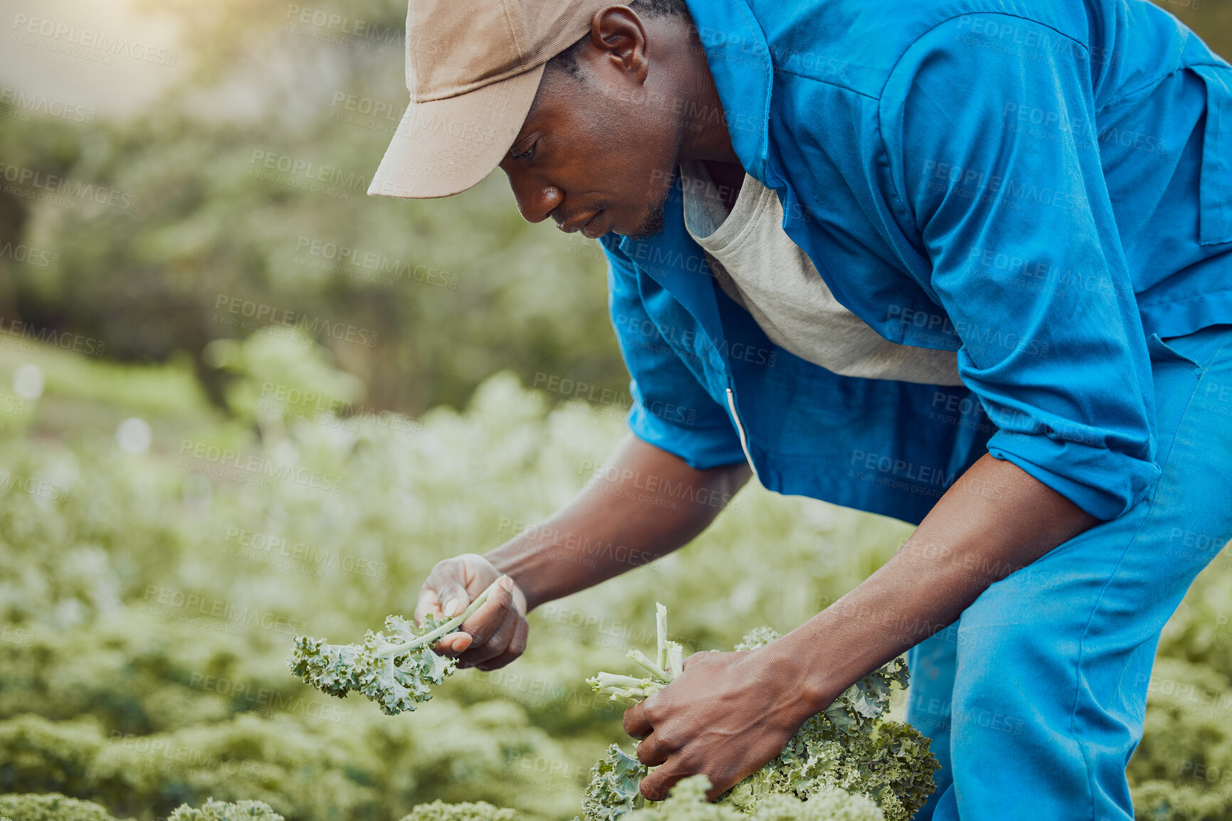 Buy stock photo Black man, farming and plants with vegetables for natural growth, produce or agriculture in nature. Young African, male person or farmer with crops for harvest, agro business or organic production