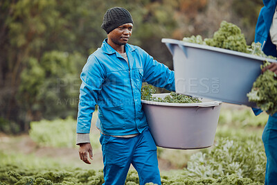 Buy stock photo Black man, farmer and bucket with fresh produce for harvest, agriculture or organic production in nature. Young African, male person or farming with natural crops for conservation, food or vegetables