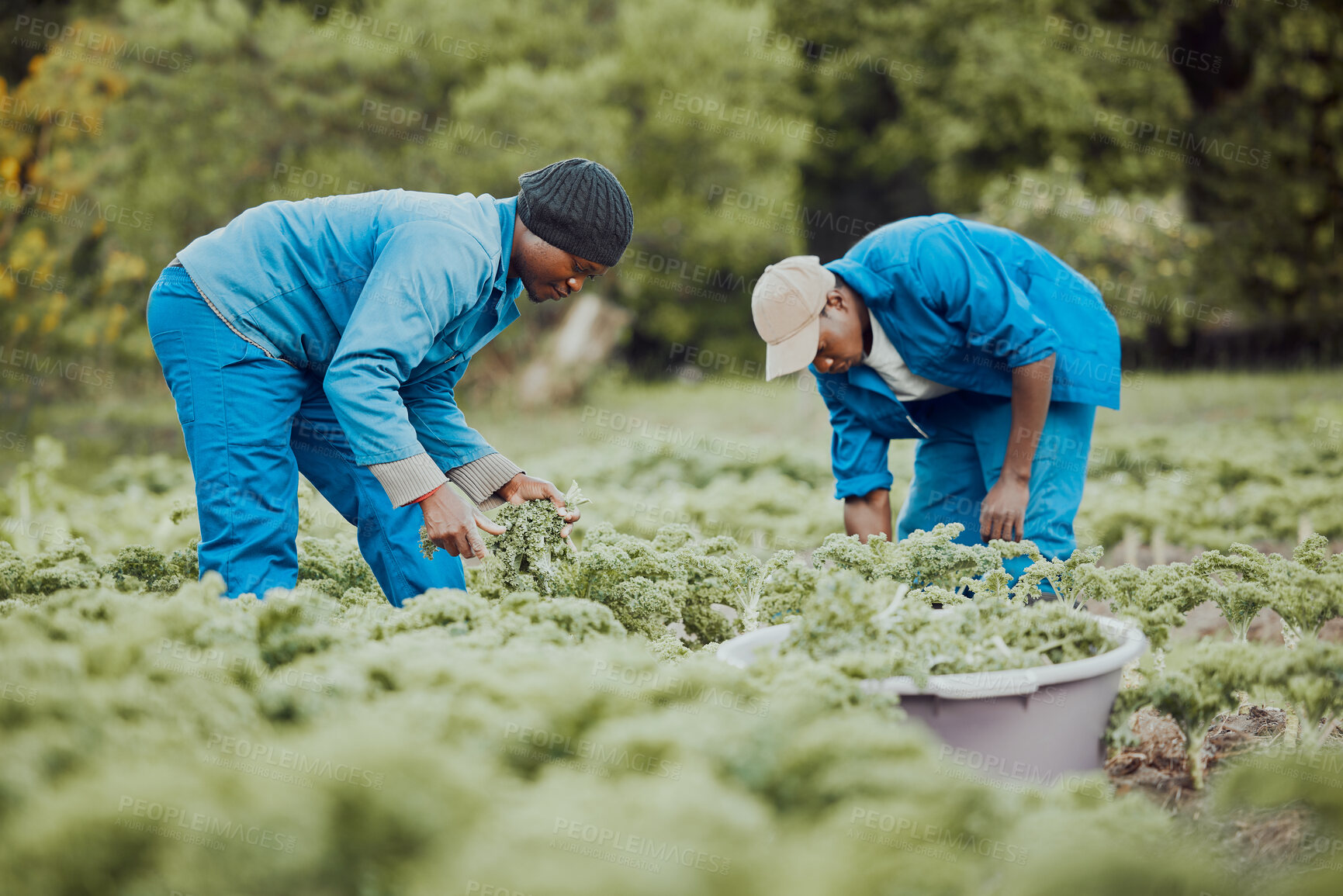 Buy stock photo Black people, farming or plants with harvest for natural growth, fresh produce or agriculture in nature. African, men or farmers with outdoor crops for vegetables, agro business or organic production