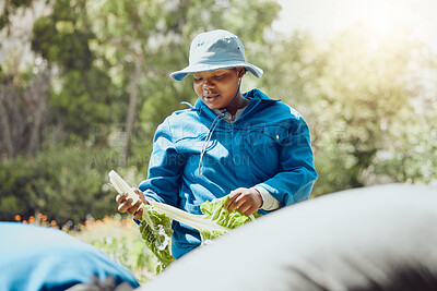 Buy stock photo Black woman, lettuce and farming with vegetables for agriculture or fresh produce in nature. Young African, female person or farmer with green organic crops for natural production or harvesting