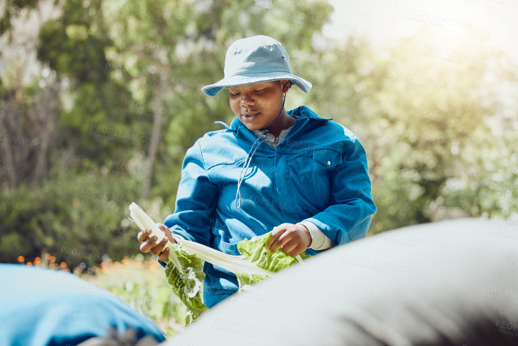 Buy stock photo Black woman, lettuce and farming with vegetables for agriculture or fresh produce in nature. Young African, female person or farmer with green organic crops for natural production or harvesting