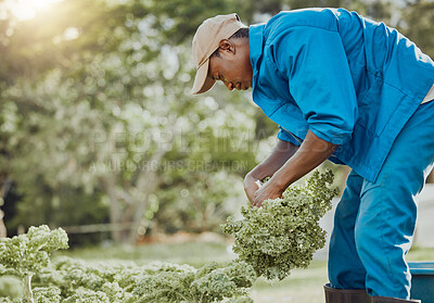 Buy stock photo Black man, farmer and harvest with agriculture, work and ecology in kale field for food production. Outdoor, land and garden for sustainability or nature in farming, industry and environment in Mali