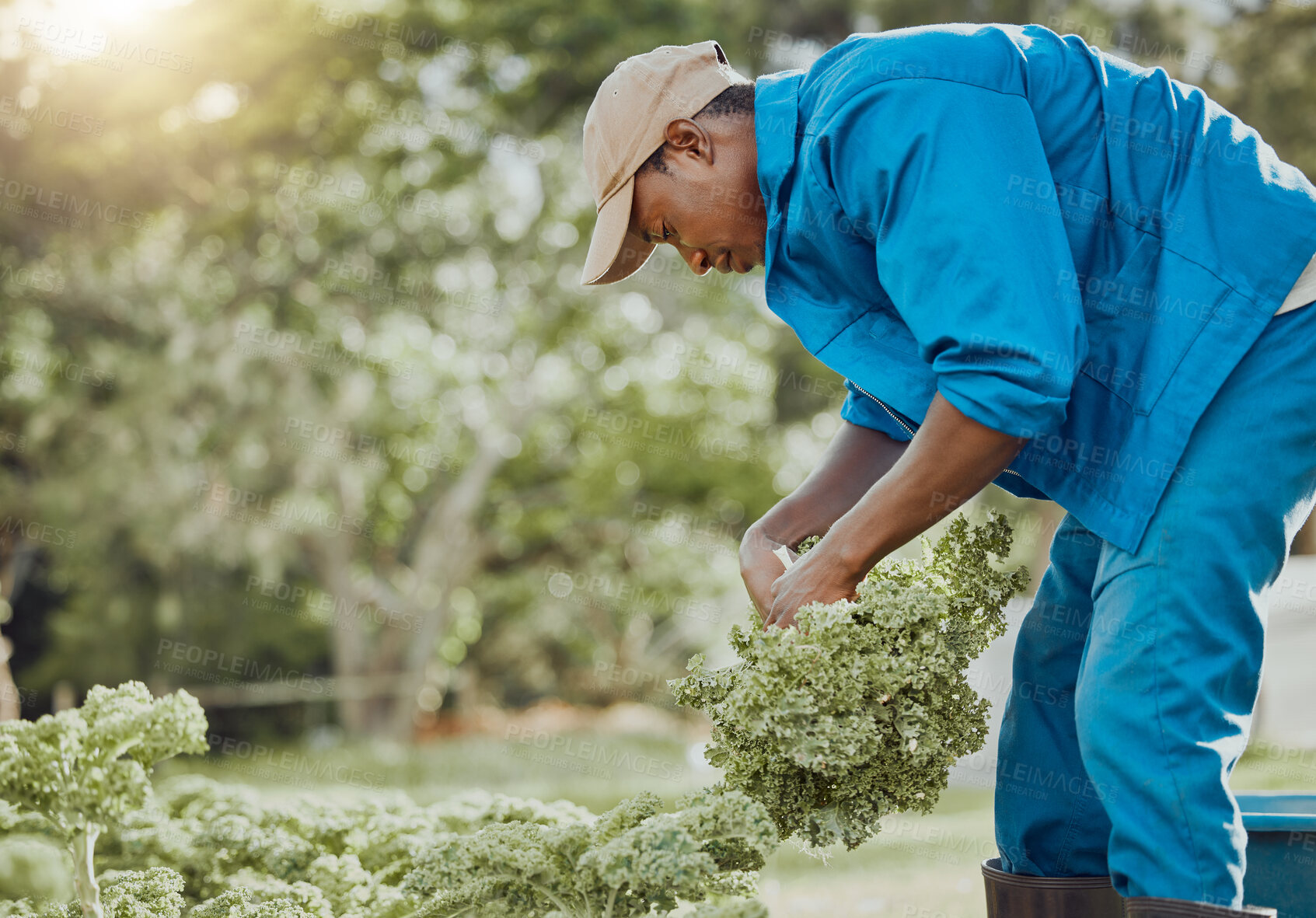 Buy stock photo Black man, farmer and harvest with agriculture, work and ecology in kale field for food production. Outdoor, land and garden for sustainability or nature in farming, industry and environment in Mali