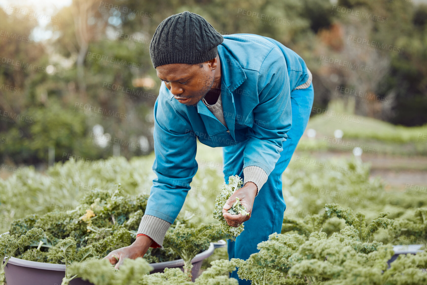 Buy stock photo ​Black man, farmer and harvesting with agriculture, growth and ecology in kale field for food production. Outdoor, land and garden for sustainable farming, nature and environment as industry in Mali