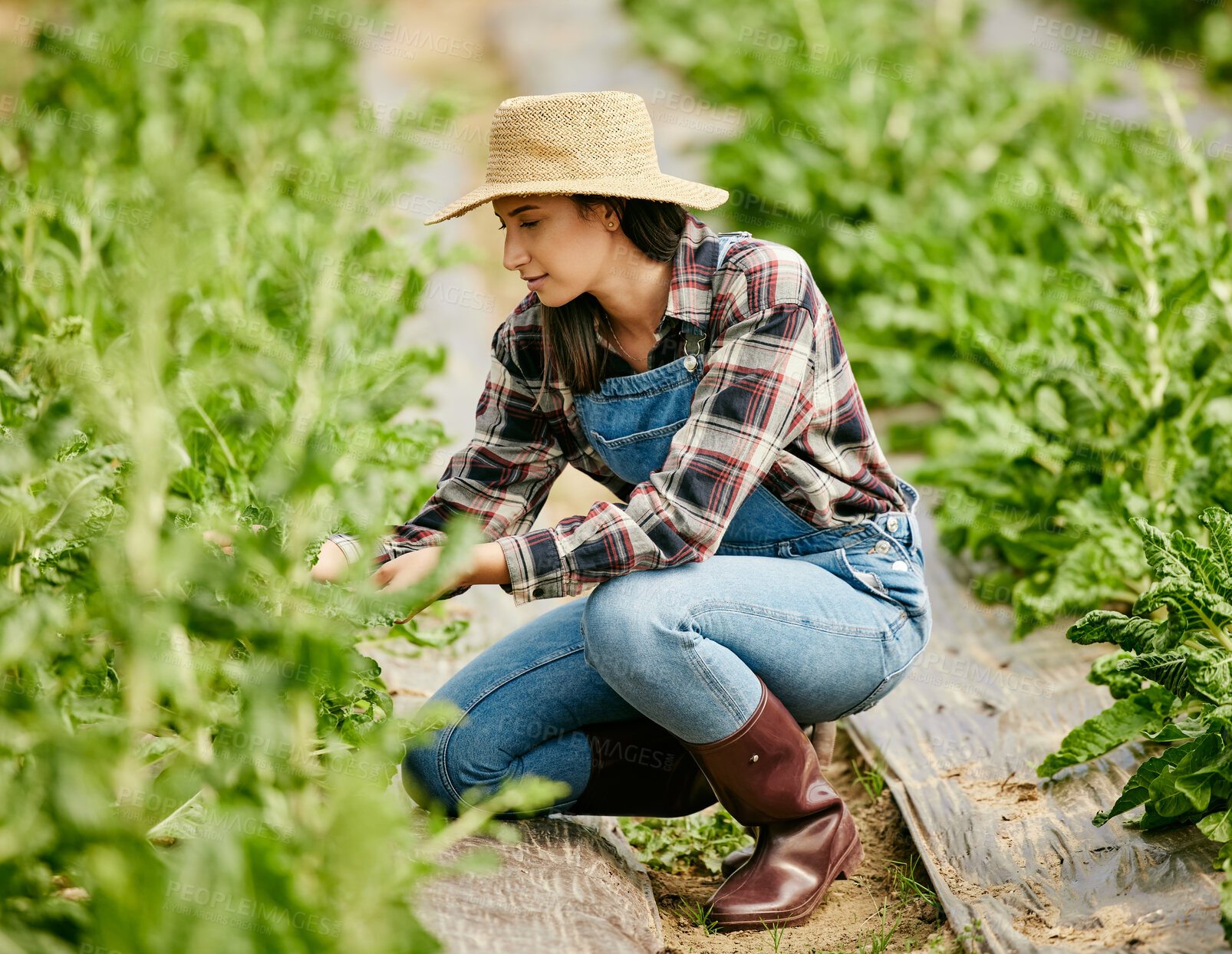 Buy stock photo Inspection, farm and woman in greenhouse with plants, growth and sustainable business in agriculture. Nature, field and girl farmer in countryside for organic food market, quality control and harvest