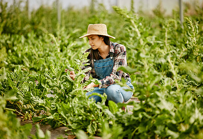 Buy stock photo Shot of a young female farmer checking in on her produce