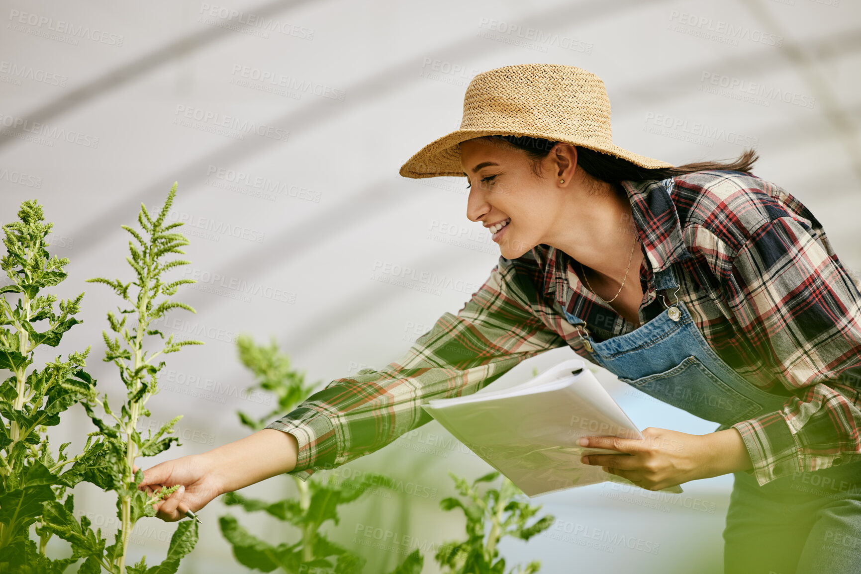 Buy stock photo Farm, documents and woman in greenhouse with plants for growth, sustainability and harvesting. Agriculture, nature and farmer with paper or notes for environment, vegetables health and inspection