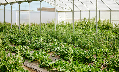 Buy stock photo Greenhouse, plants and growth of agriculture, leaves and fresh produce for business, nature and farming. Environment, empty and conservation of vegetation, countryside and sustainability of crops