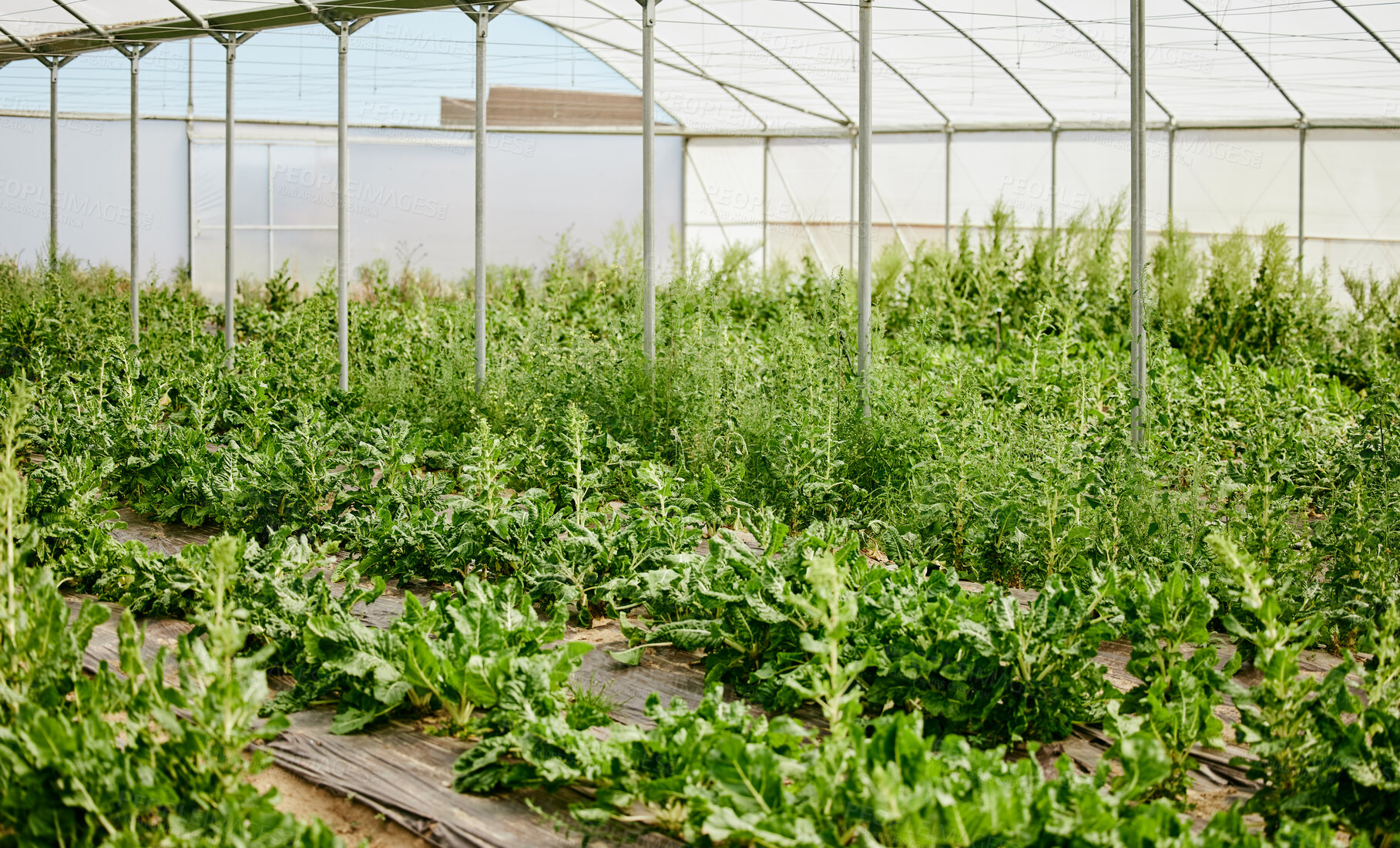 Buy stock photo Greenhouse, plants and growth of agriculture, leaves and fresh produce for business, nature and farming. Environment, empty and conservation of vegetation, countryside and sustainability of crops