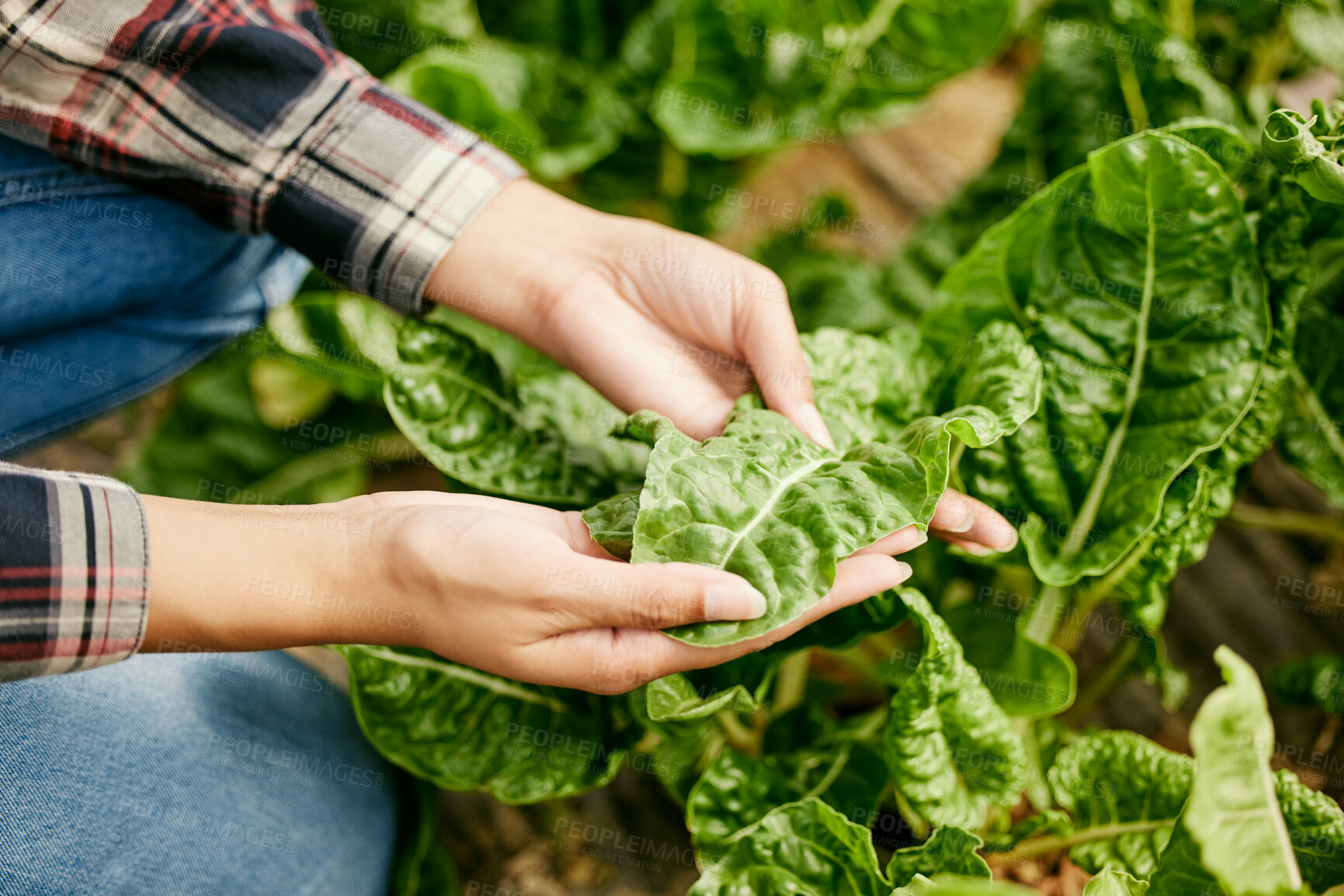 Buy stock photo Inspection, leaves and hands of woman in greenhouse with plants, growth and sustainable business on farm. Nature, agriculture and organic farmer in countryside checking spinach for quality control