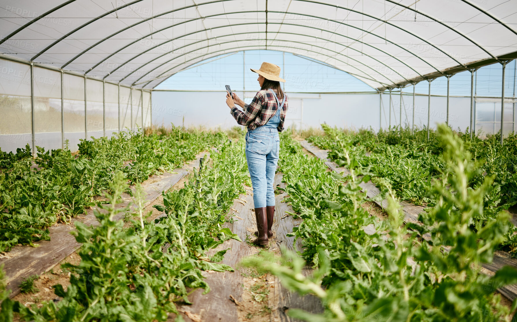 Buy stock photo Shot of a young female farmer taking a photo of her crops using her smartphone