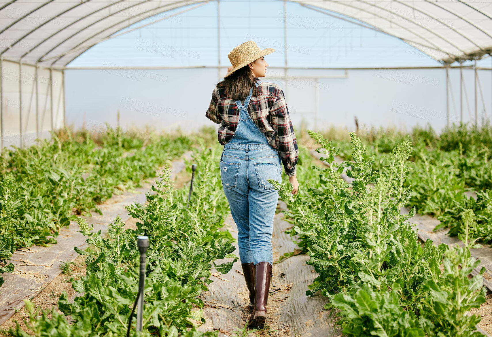 Buy stock photo Shot of a female farmer taking a walk through her greenhouse