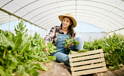 Buy stock photo Shot of a young woman harvesting crops on her farm
