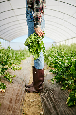 Buy stock photo Shot of an unrecognizable farmer holding a bunch of freshly harvested spinach