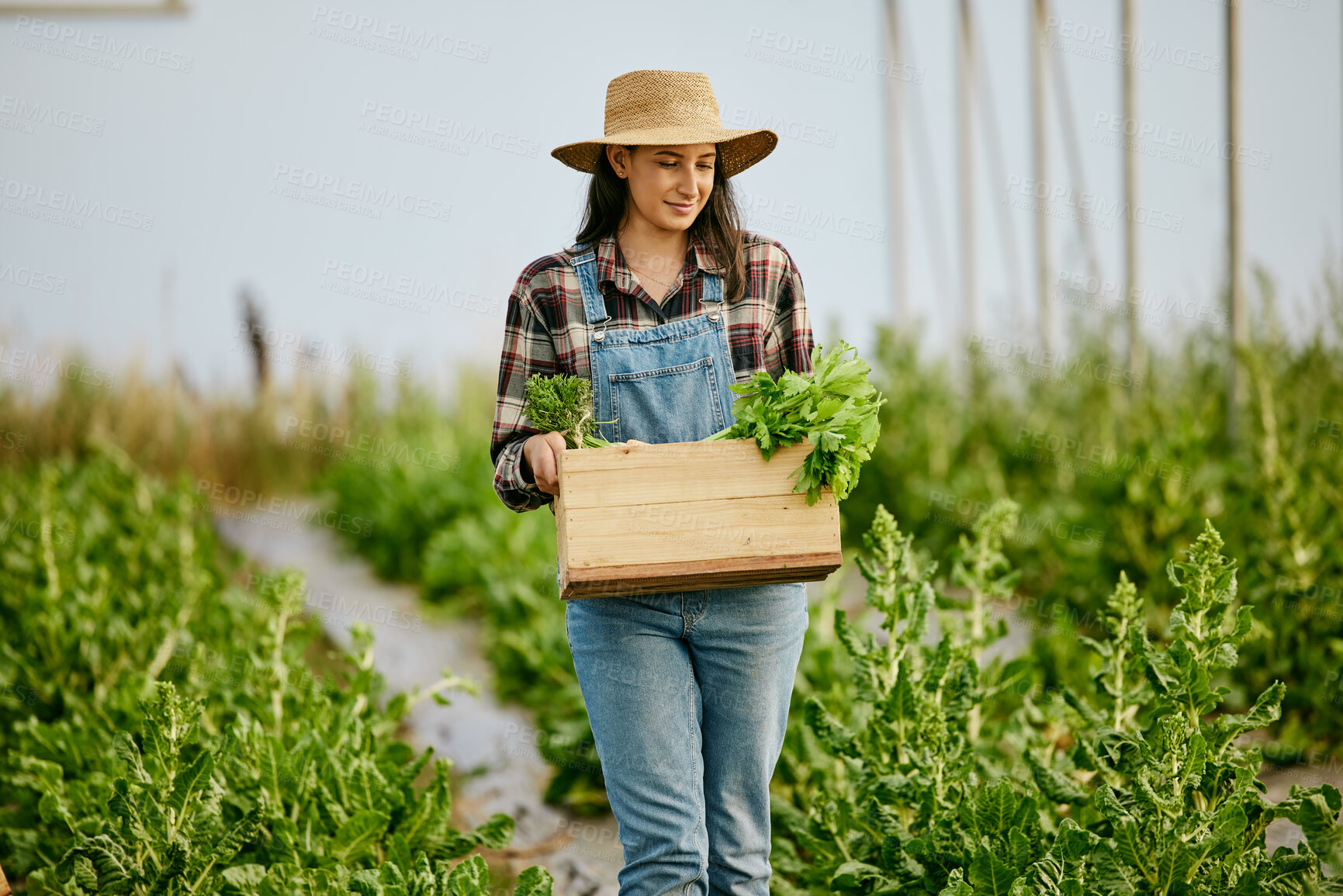 Buy stock photo Shot of a young female farmer carrying freshly harvested produce