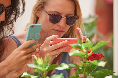 Buy stock photo Phone, social media and women on holiday with flower photography and online on vacation. Young female person, mobile and freedom with nature photo in a city outdoor with hibiscus and friends