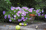 Flower pot with blue flowers