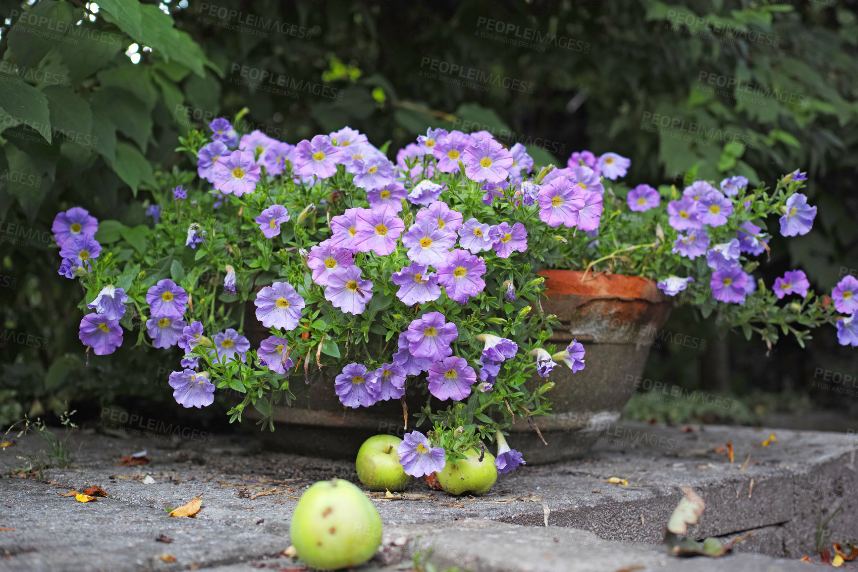 Buy stock photo Flowers, plants and garden with backyard for summer, zen and peace with outdoor gardening. Spring, bloom and petunia for floral ecology in nature, nursery or environmental botanical park with apples
