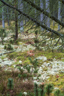 Buy stock photo Saturated Danish forest in spring. A dense and thriving forest full of bright colours during springtime. Beauty in nature. The woods are full of scenic views. Peace and tranquility amongst the trees 