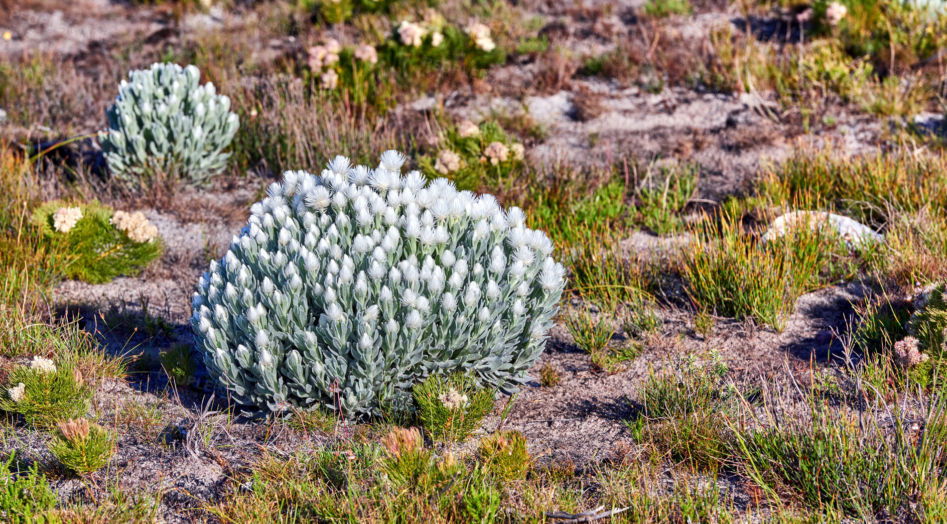 Buy stock photo Above shot of syncarpha, or everlastings, growing outside in their natural habitat. Plant life and vegetation growing and thriving on a mountainside in a lucious forest or woods as part of nature