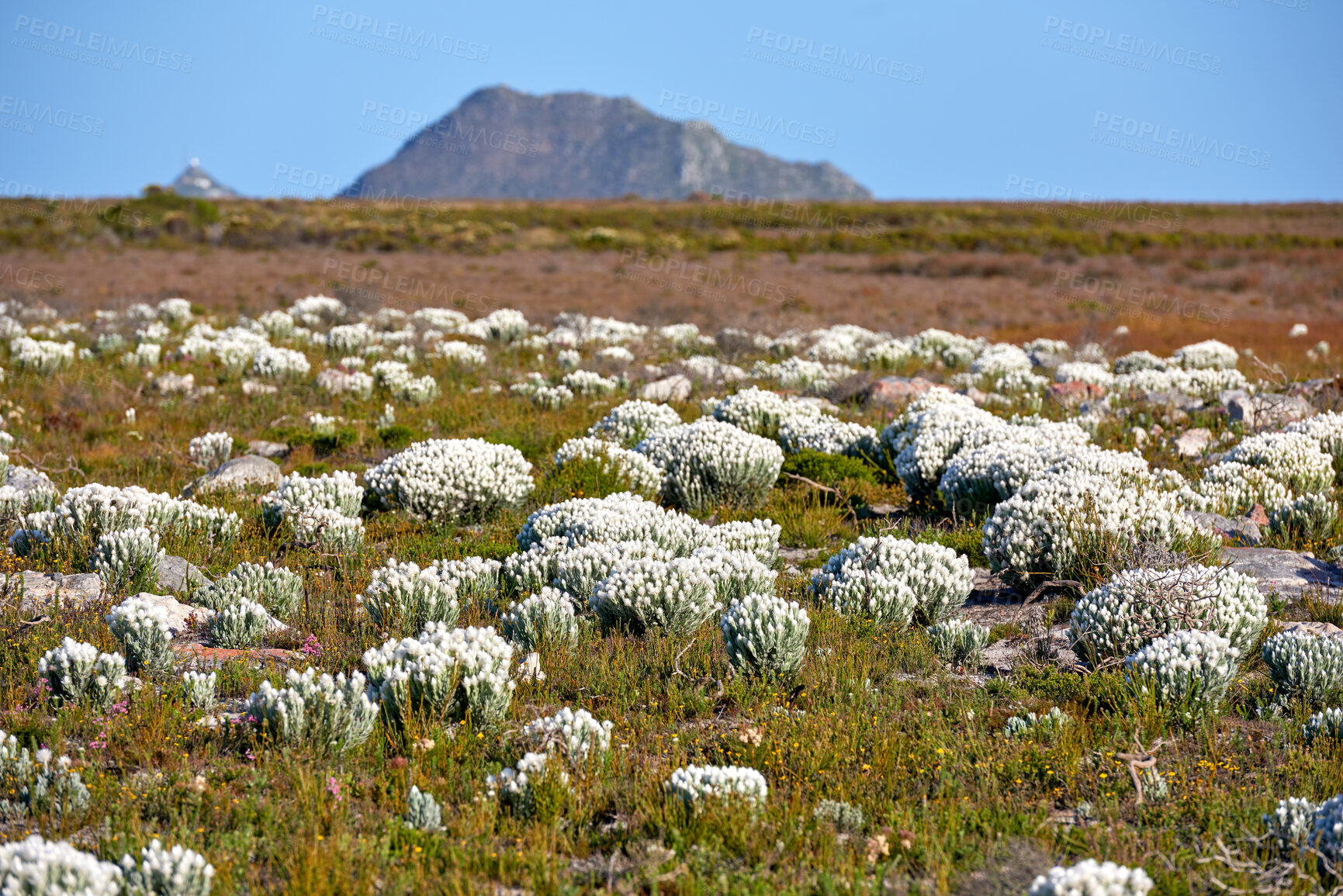 Buy stock photo Everlastings (Syncarpha vestita). Also called by the following name: Cape snow.  Desert flower in South Africa.
