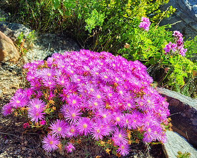 Buy stock photo Wild mountain flower in South Africa called Ice Plant (in latin: Lampranthus spectabills)