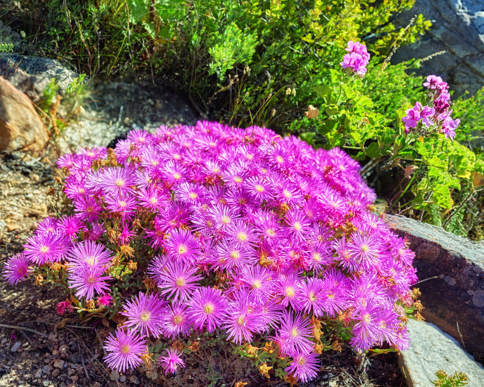 Buy stock photo Wild mountain flower in South Africa called Ice Plant (in latin: Lampranthus spectabills)