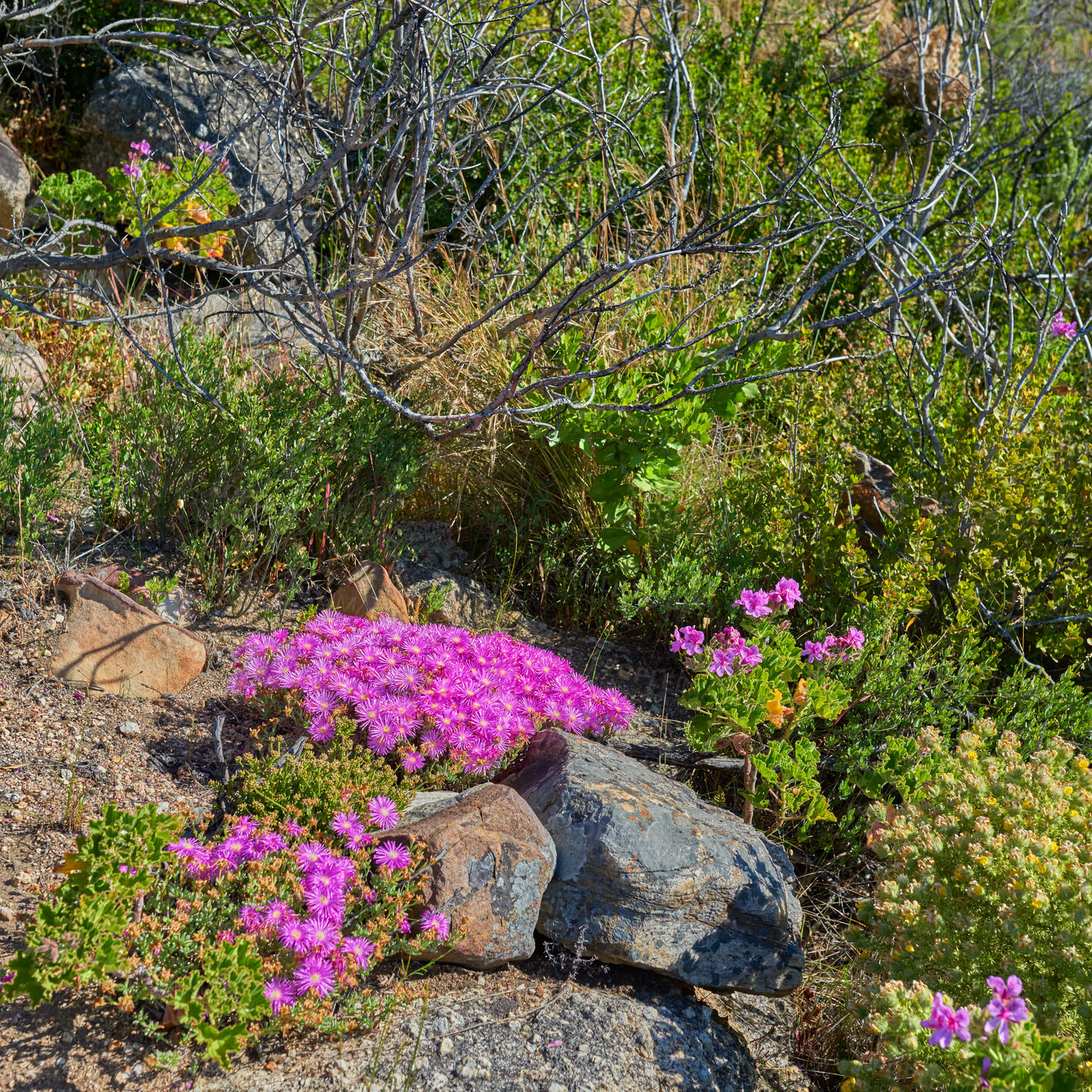 Buy stock photo Above shot of purple drosanthemum floribundum succulent plants growing outside in their natural habitat. Nature has many species of flora and fauna. A bed of flowers in a thriving forest or woods