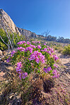 Mountain flower in South Africa - Regal pelargonium