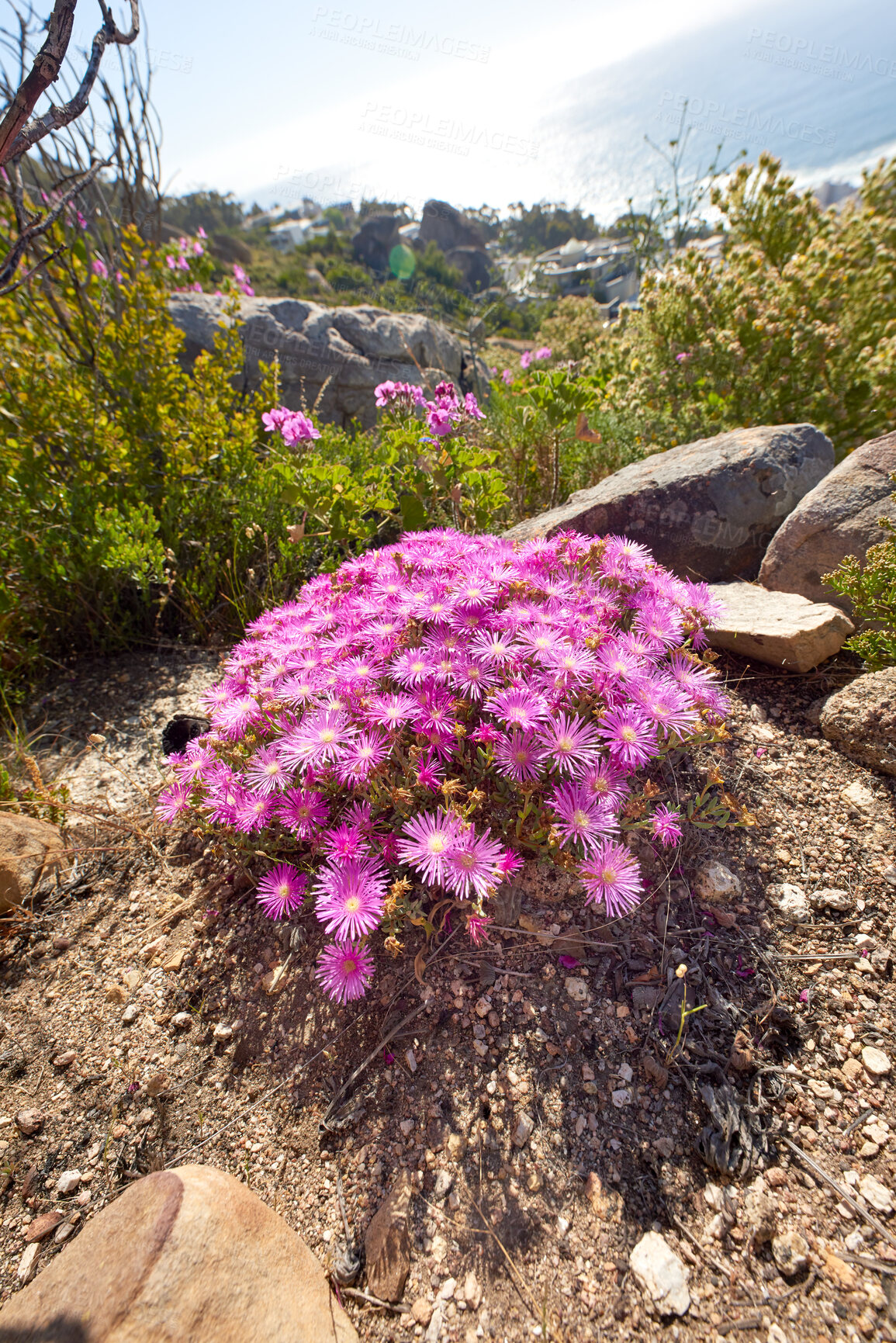 Buy stock photo Wild flowers, bloom and succulent on rocks in nature with growth, ecosystem and bush in spring. Outdoor, floral blossom and purple petals for shrub, ice plant or environment at conservation park