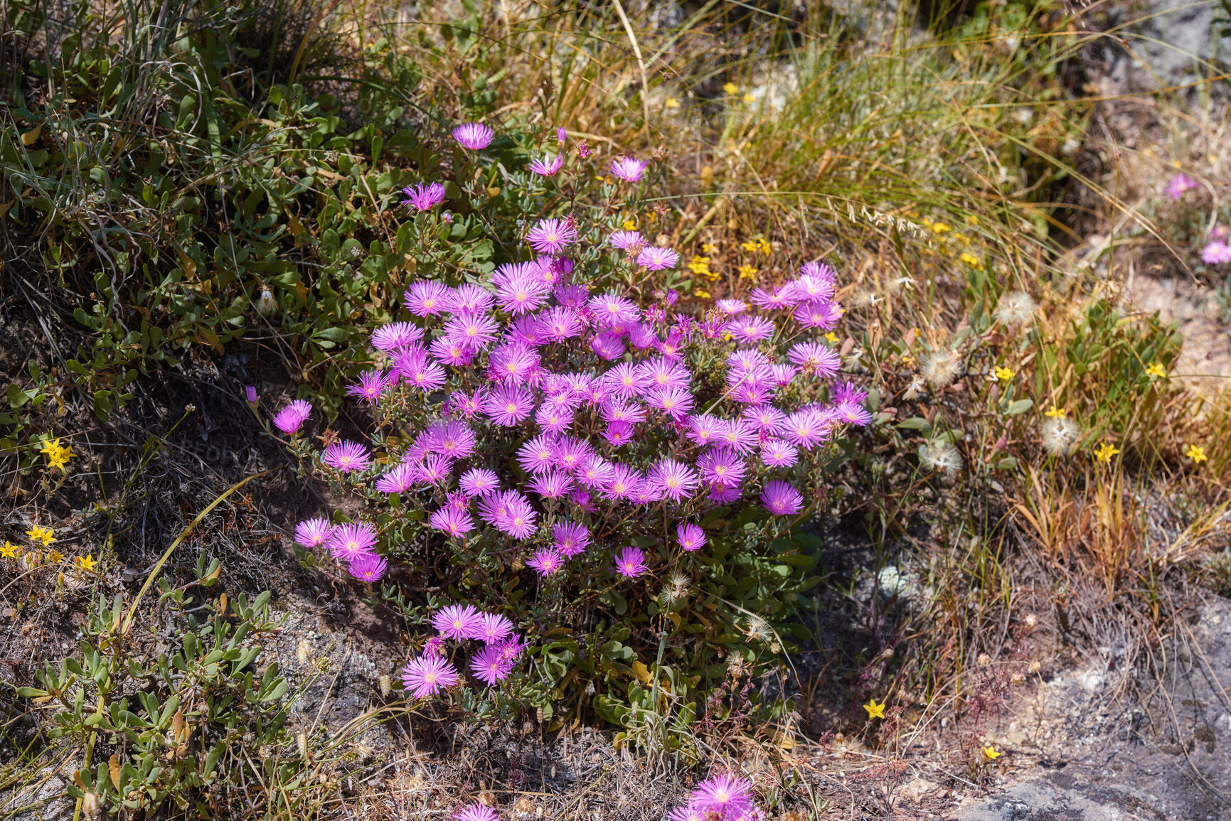 Buy stock photo Above shot of purple drosanthemum floribundum succulent plants growing outside in their natural habitat. Nature has many species of flora and fauna. A bed of flowers in a thriving forest or woods