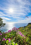 Mountain flower in South Africa - Regal pelargonium