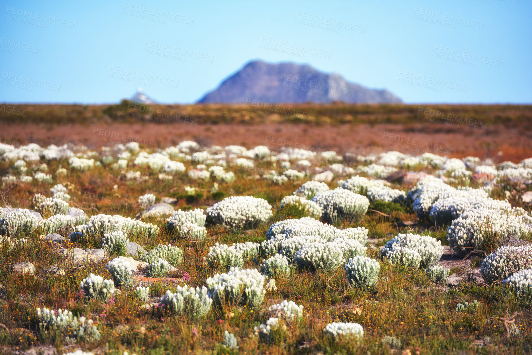 Buy stock photo Everlastings (Syncarpha vestita). Also called by the following name: Cape snow.  Desert flower in South Africa.
