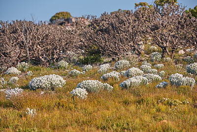 Buy stock photo Everlastings (Syncarpha vestita). Also called by the following name: Cape snow.  Desert flower in South Africa.
