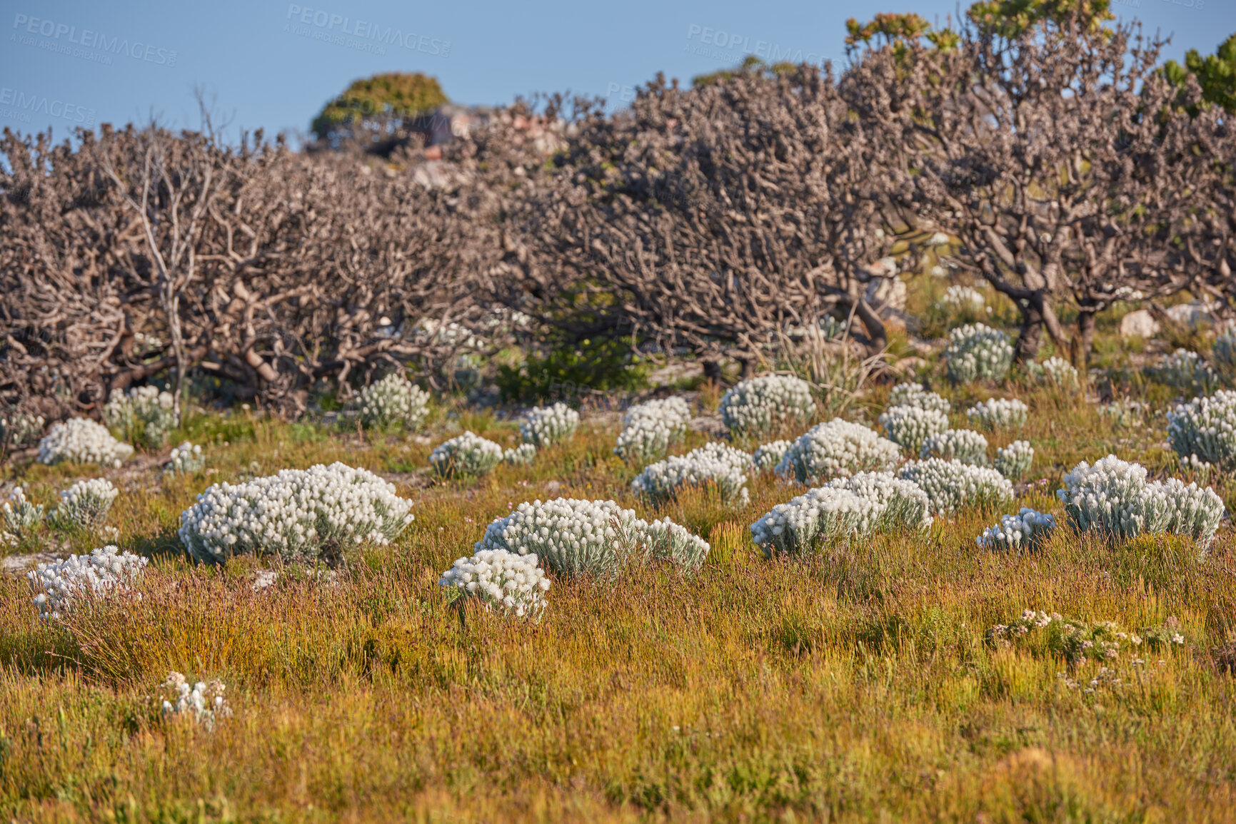 Buy stock photo Everlastings (Syncarpha vestita). Also called by the following name: Cape snow.  Desert flower in South Africa.
