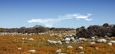 Buy stock photo Everlastings (Syncarpha vestita). Also called by the following name: Cape snow.  Desert flower in South Africa.
