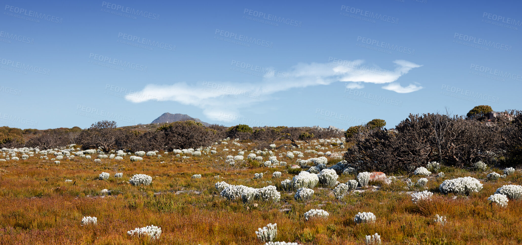 Buy stock photo Everlastings (Syncarpha vestita). Also called by the following name: Cape snow.  Desert flower in South Africa.
