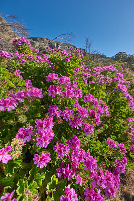 Buy stock photo Wild mountain flower in South Africa called Regal geranium, Martha Washington geranium (pelargonium domesticum)