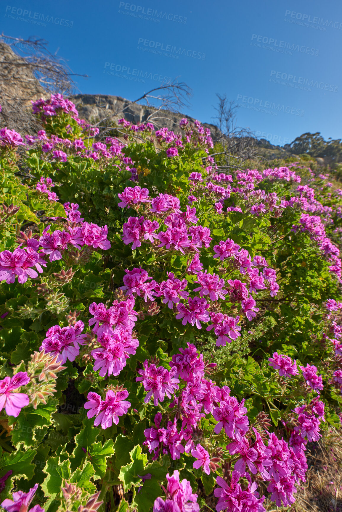 Buy stock photo Wild mountain flower in South Africa called Regal geranium, Martha Washington geranium (pelargonium domesticum)