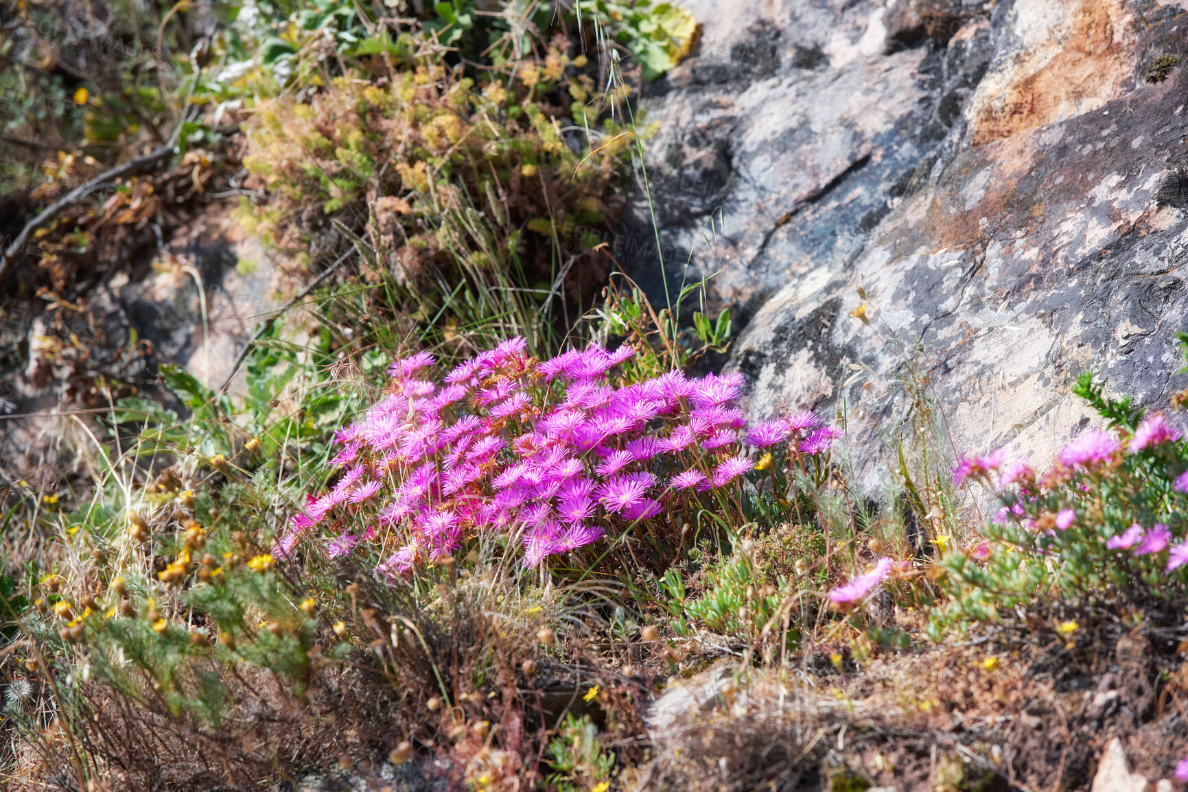 Buy stock photo Above shot of purple drosanthemum floribundum succulent plants growing outside in their natural habitat. Nature has many species of flora and fauna. A bed of flowers in a thriving forest or woods