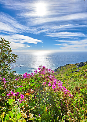 Buy stock photo Landscape and blue ocean view during the day. Travelling abroad for beautiful scenery. Wild mountain flowers in South Africa called Regal geranium, Martha Washington geranium (pelargonium domesticum)