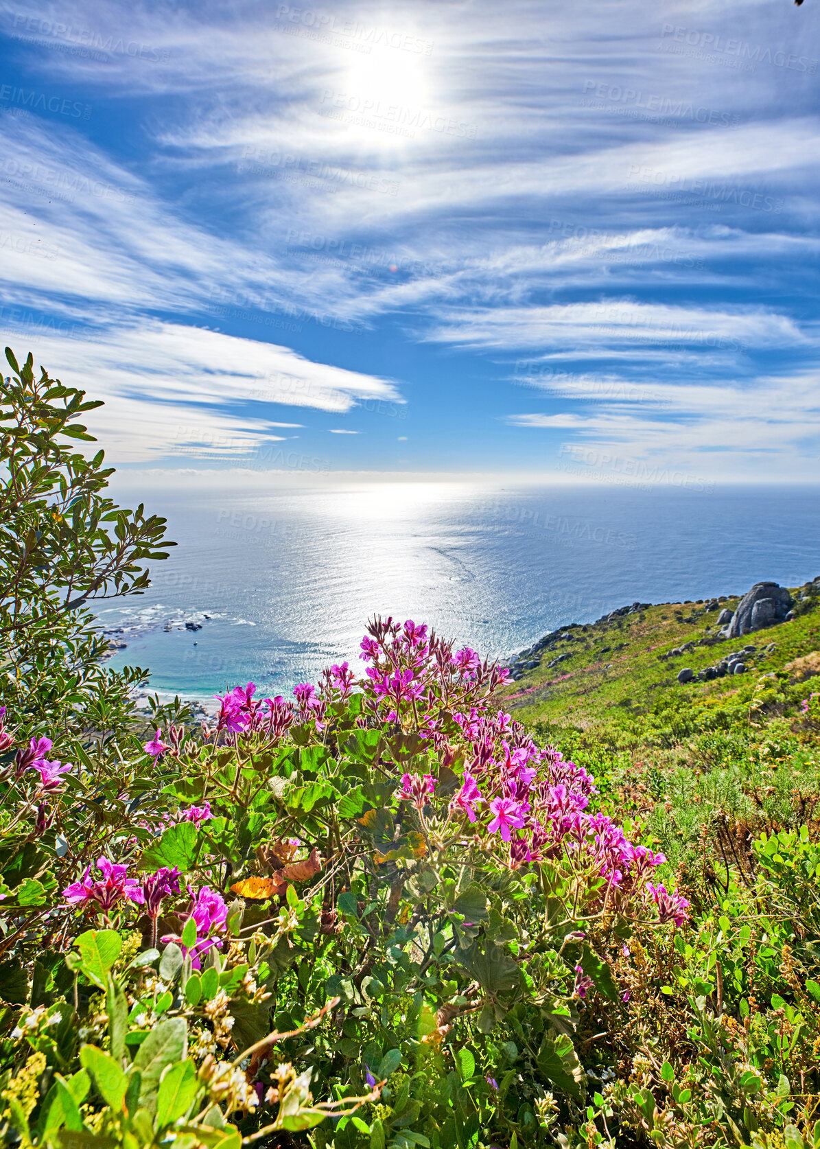 Buy stock photo Landscape and blue ocean view during the day. Travelling abroad for beautiful scenery. Wild mountain flowers in South Africa called Regal geranium, Martha Washington geranium (pelargonium domesticum)