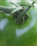 Closeup of top of green tomato. Macro stem of green, organic, raw tomato from above. Zoomed stem of fresh, healthy, raw tomato produce. Harvested, green tomato used in making delicious meals