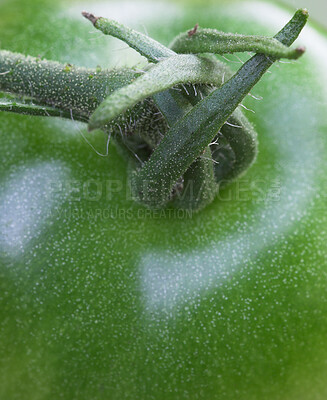 Closeup of top of green tomato. Macro stem of green, organic, raw tomato from above. Zoomed stem of fresh, healthy, raw tomato produce. Harvested, green tomato used in making delicious meals