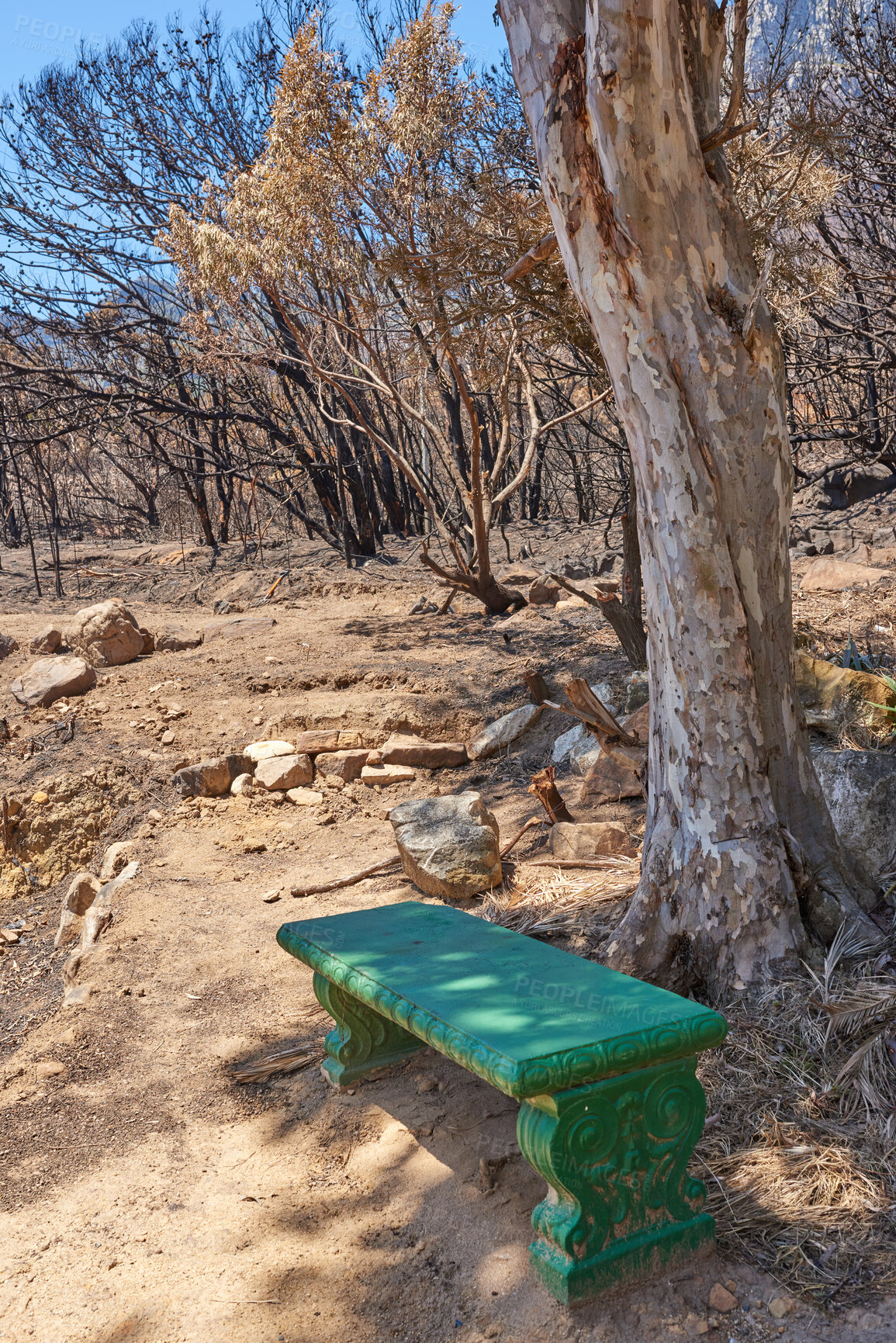 Buy stock photo Green bench in a park. Photo of a public bench in the woods. A vintage seat in a dry and arid forest on a hot summer day. Take time to rest and a break. Stop and enjoy the view nature has to offer