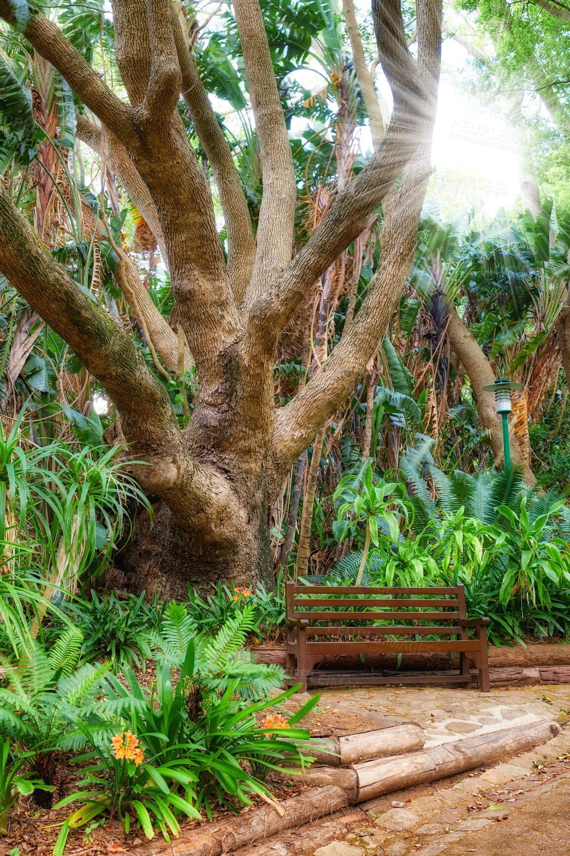 Buy stock photo Brown wooden bench on a pathway in a luscious green public park. A thriving forest is the perfect example of the beauty of nature. A remote place to find some peace, quiet and silent tranquility