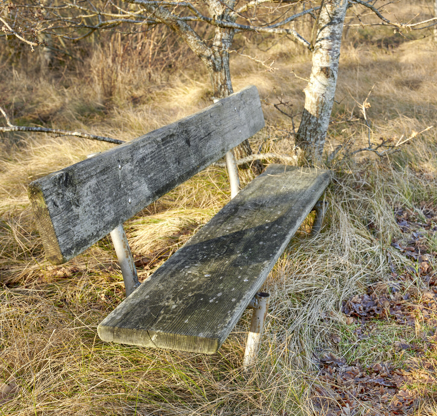Buy stock photo Vacant, rustic and rest area in woods with bench, overgrown grass or open space in green environment. Wilderness, empty or chair with trees, vegetation or secluded backrest in outdoor setting.