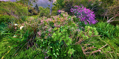 Mountain flower in South Africa - Regal pelargonium