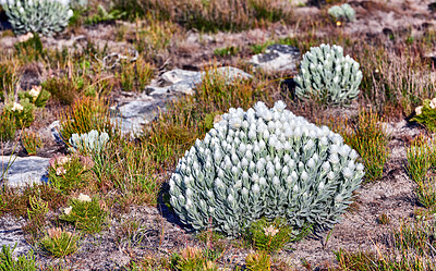 Buy stock photo Everlastings (Syncarpha vestita). Also called by the following name: Cape snow.  Desert flower in South Africa.
