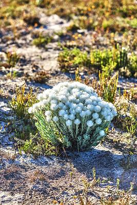 Buy stock photo Everlastings (Syncarpha vestita). Also called by the following name: Cape snow.  Desert flower in South Africa.
